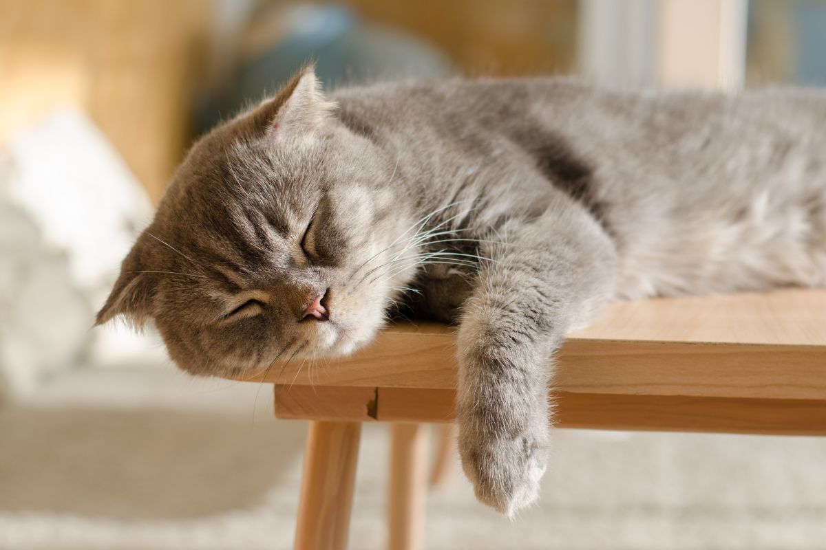 Sleeping cat