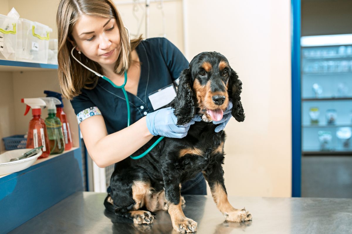 Dog being checked out by a vet