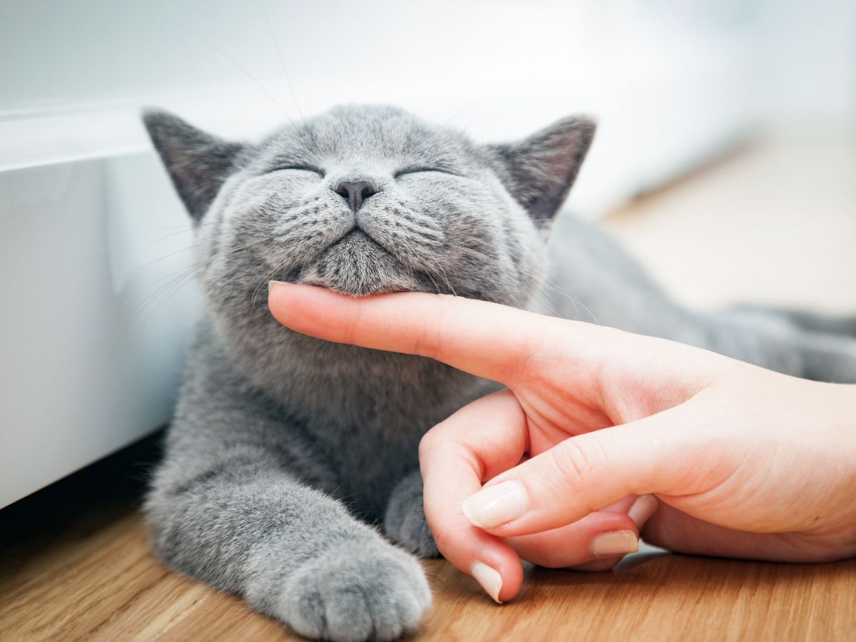 A happy cat being tickled under their chin.
