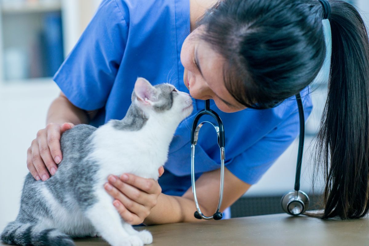 Cat at the vet