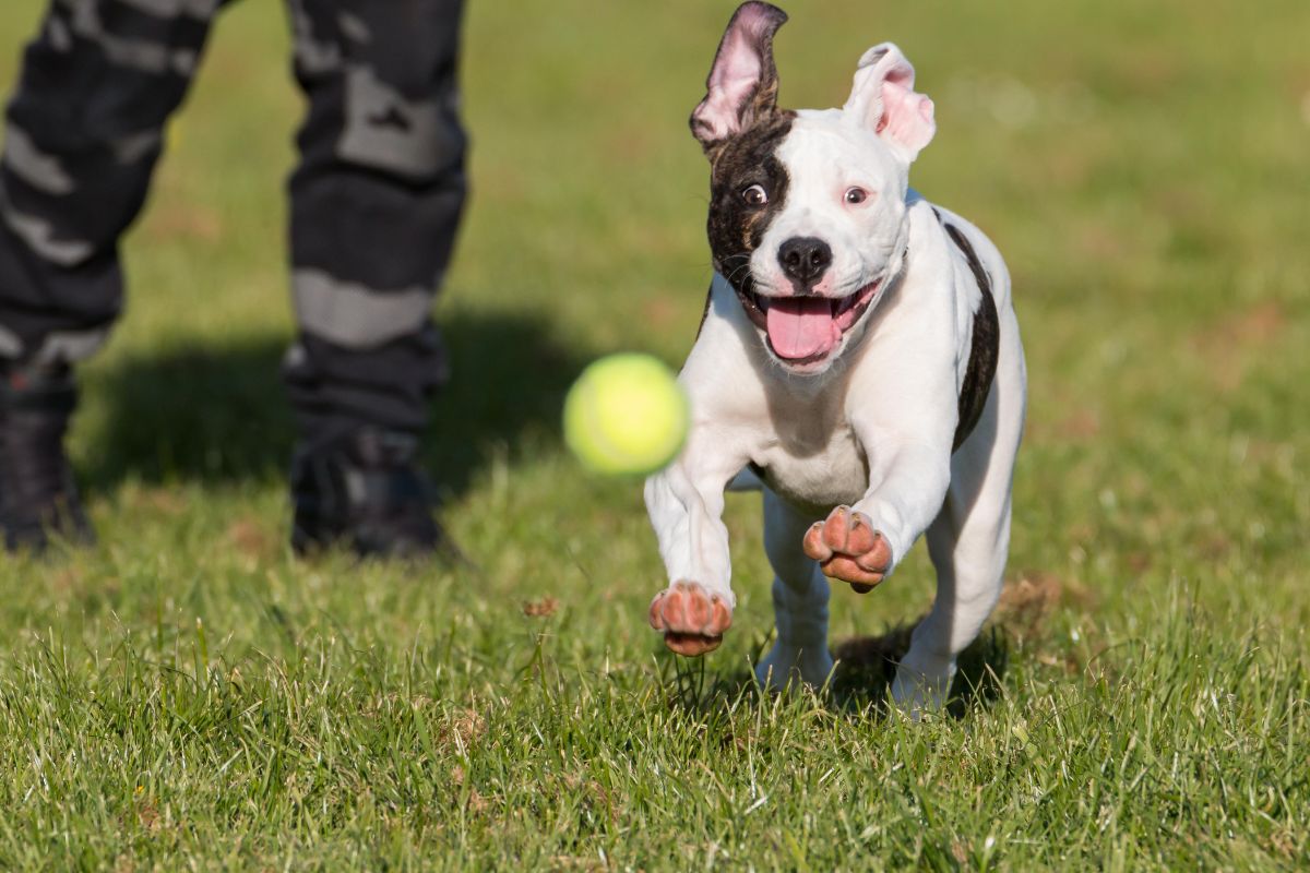 Dog chasing ball
