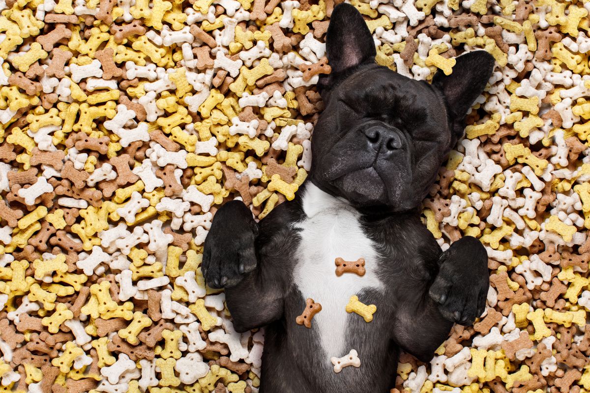 Dog lying in treats