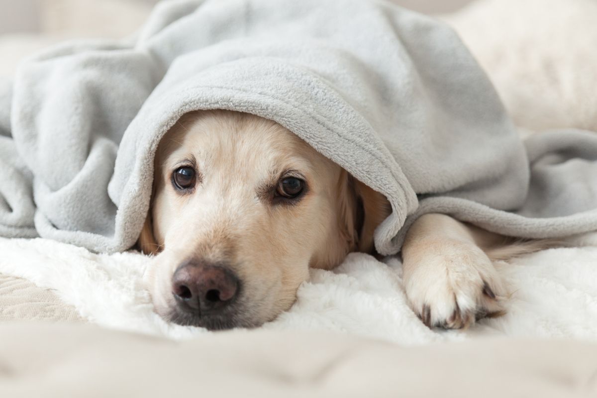 Dog under a blanket.