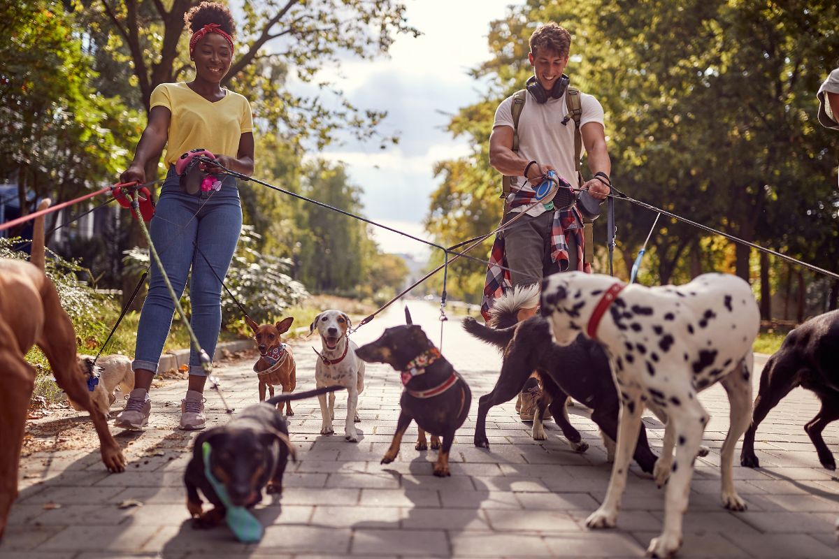 Dog walkers