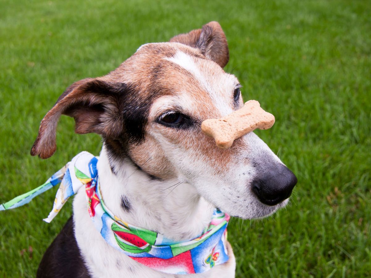 Dog balancing treat on their nose