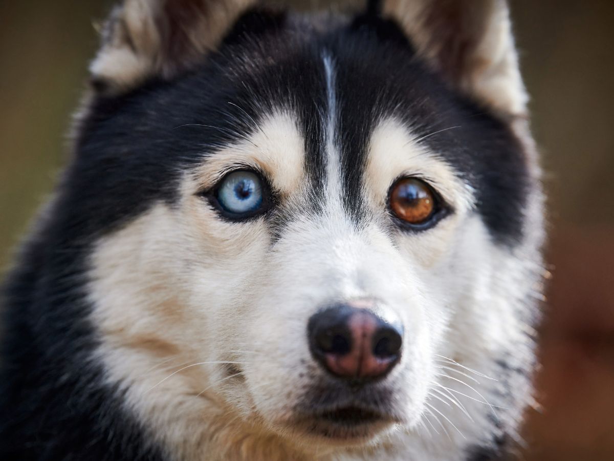A dog with unusual eyes.
