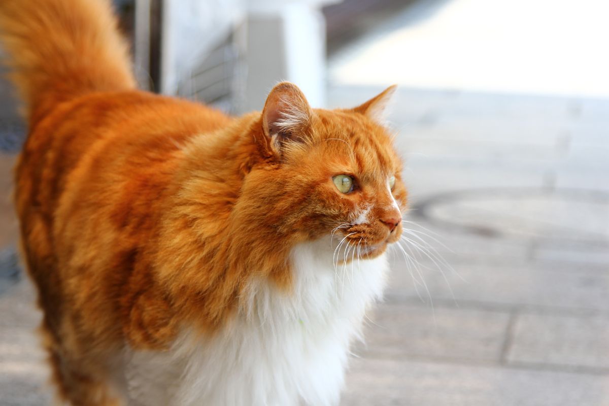 Long haired ginger cat