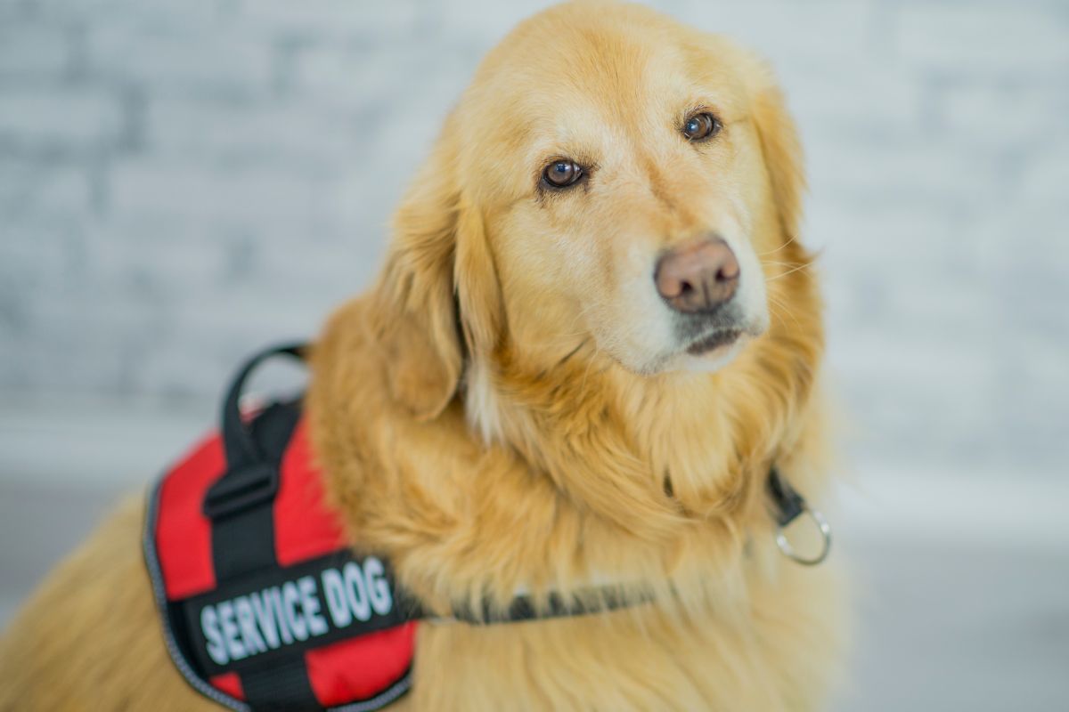 Service dog