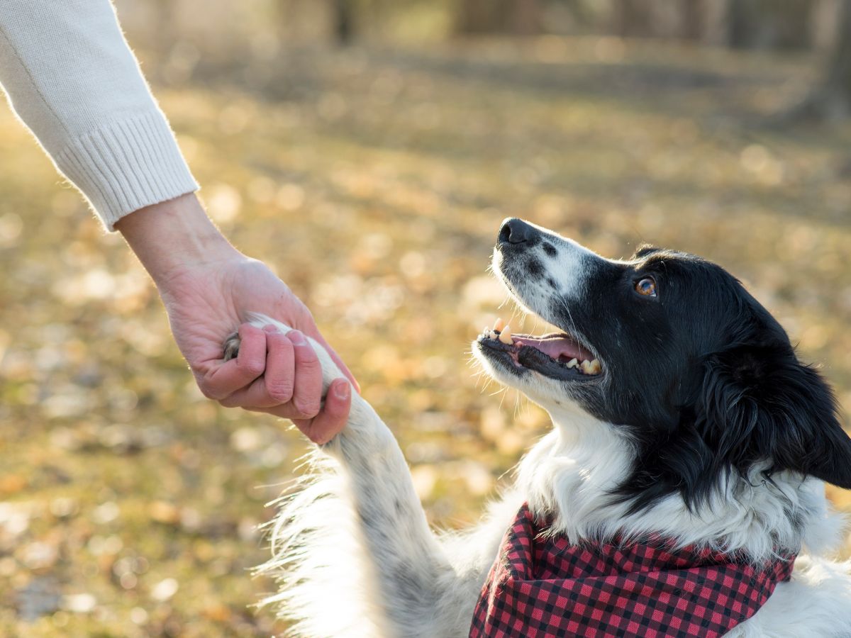 Dog shaking paw