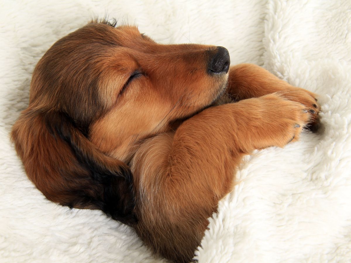 Dog sleeping in a comfy white bed.