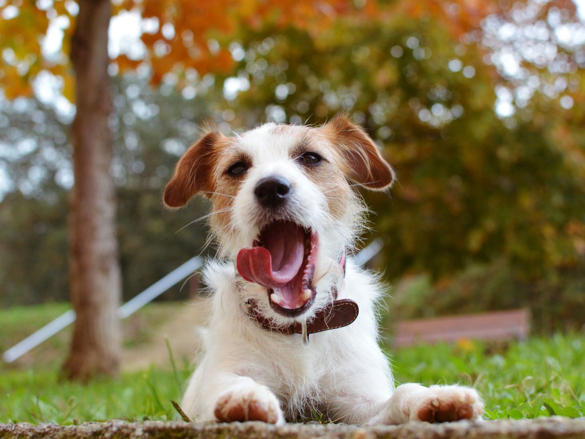 A dog captured mid-yawn.