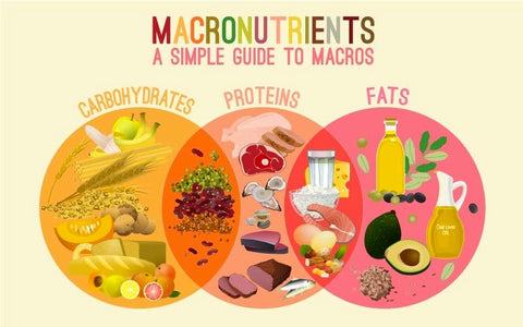 The Role of Macronutrients in Your Diet