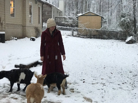 Nigerian Dwarf goats in the snow