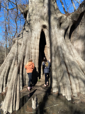 Two local Louisiana women walking into the biggest Bald Cypress tree in the United States