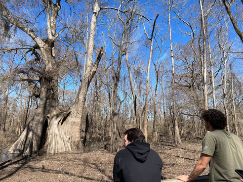 Two men looking at the oldest Bald Cypress tree in the United States