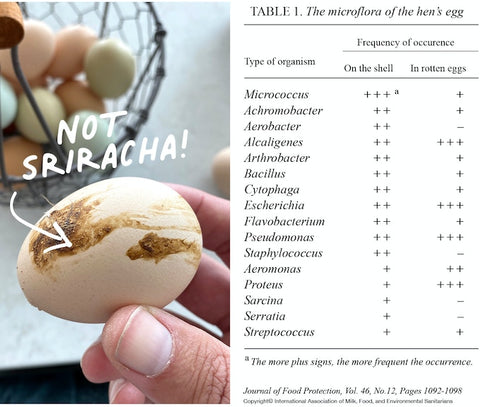 The microflora of a hens egg