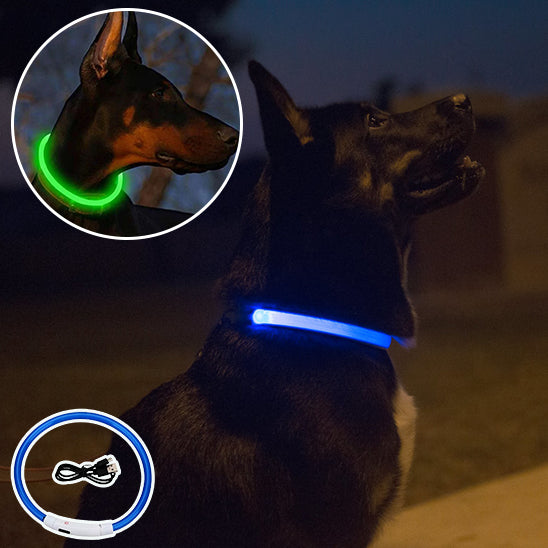 Collier chien sorties nocturnes