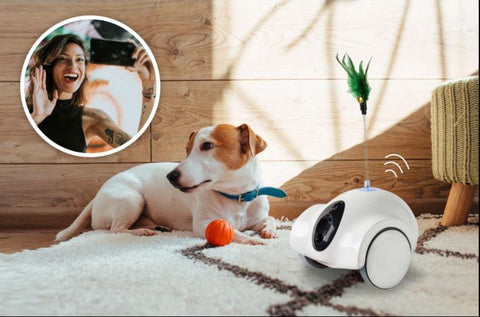 Live a Happier, Healthier Life with the GULIGULI Pet