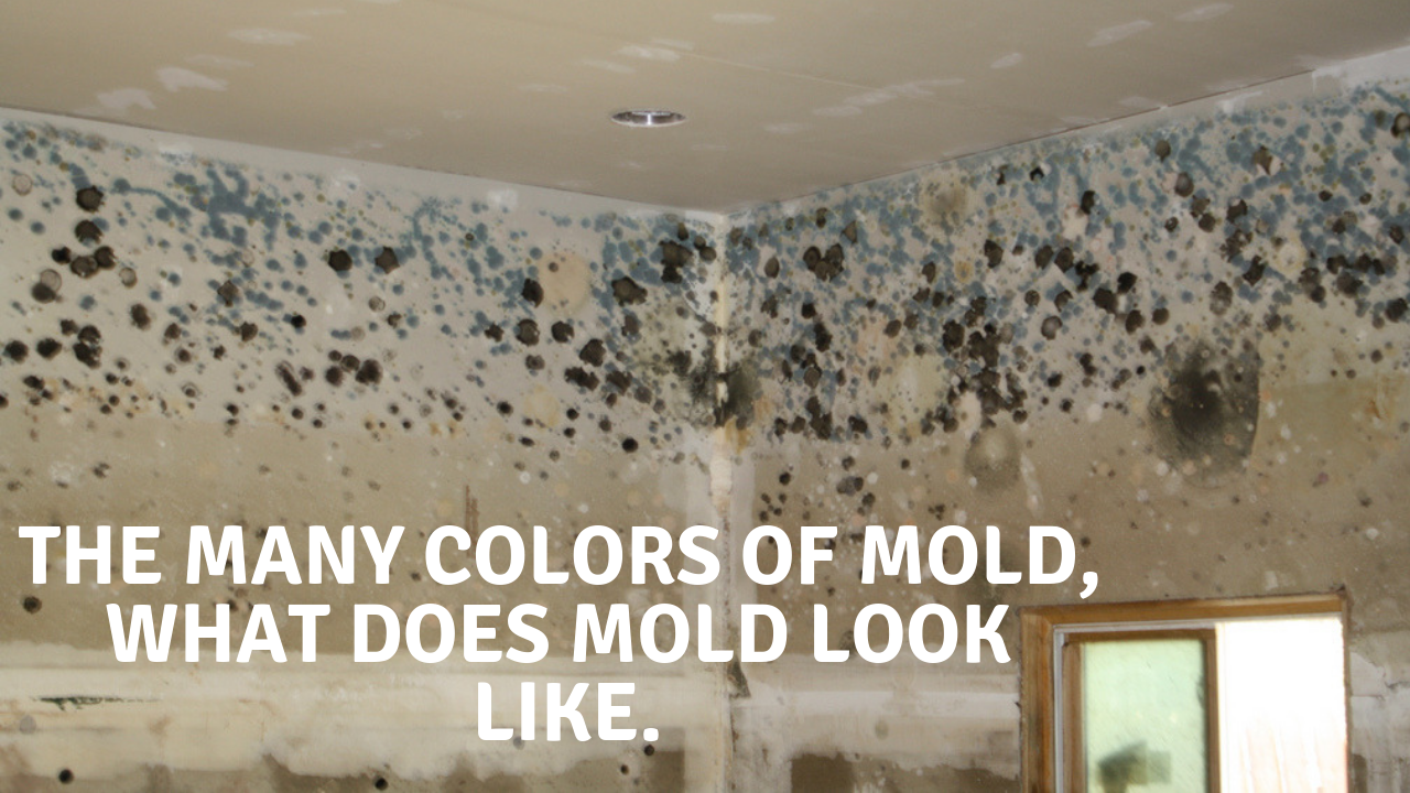 The Many Colors Of Mold What Does Mold Look Like