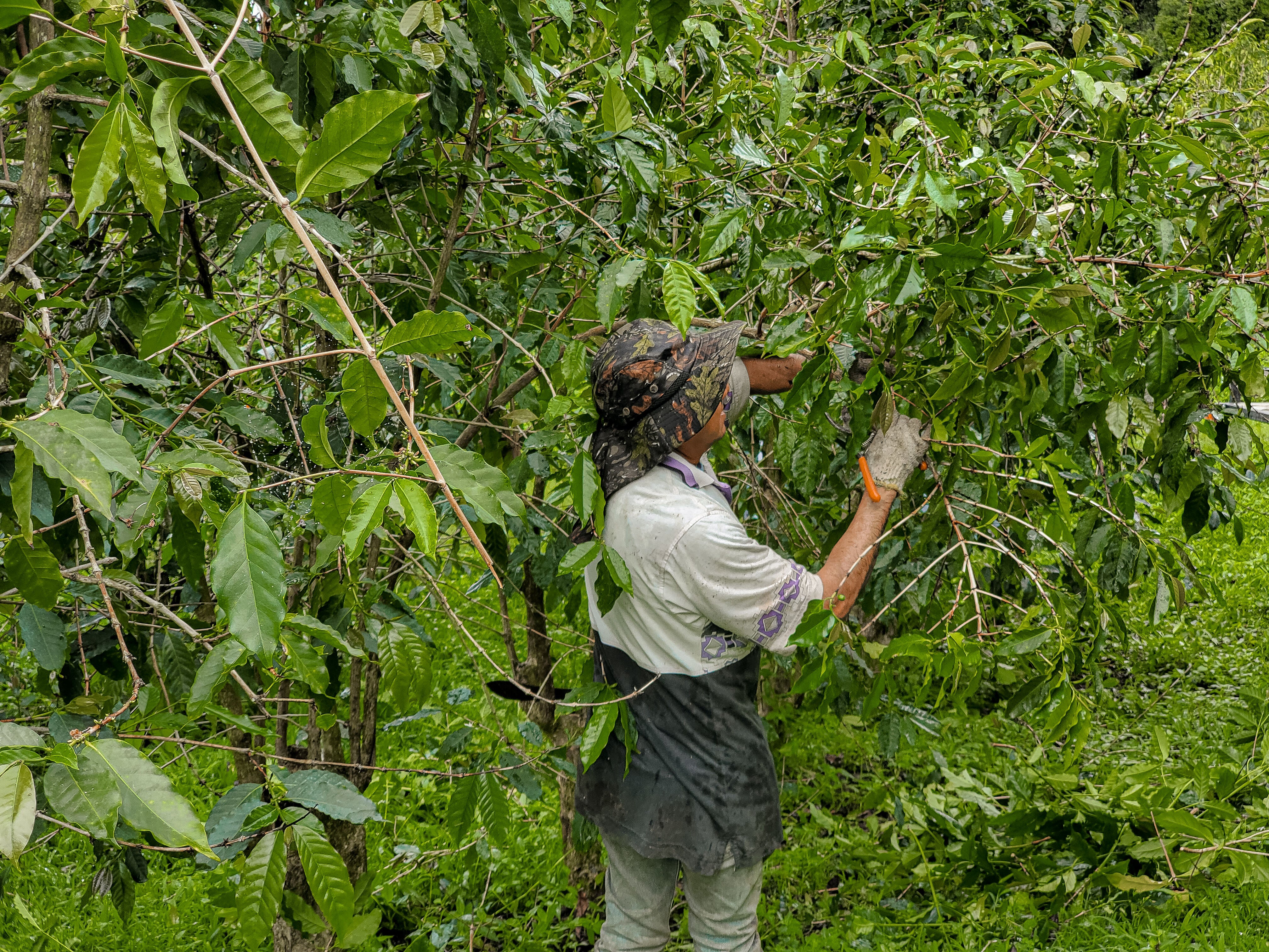 Pruning. March 25. Photograph captured by Ray Taggart.