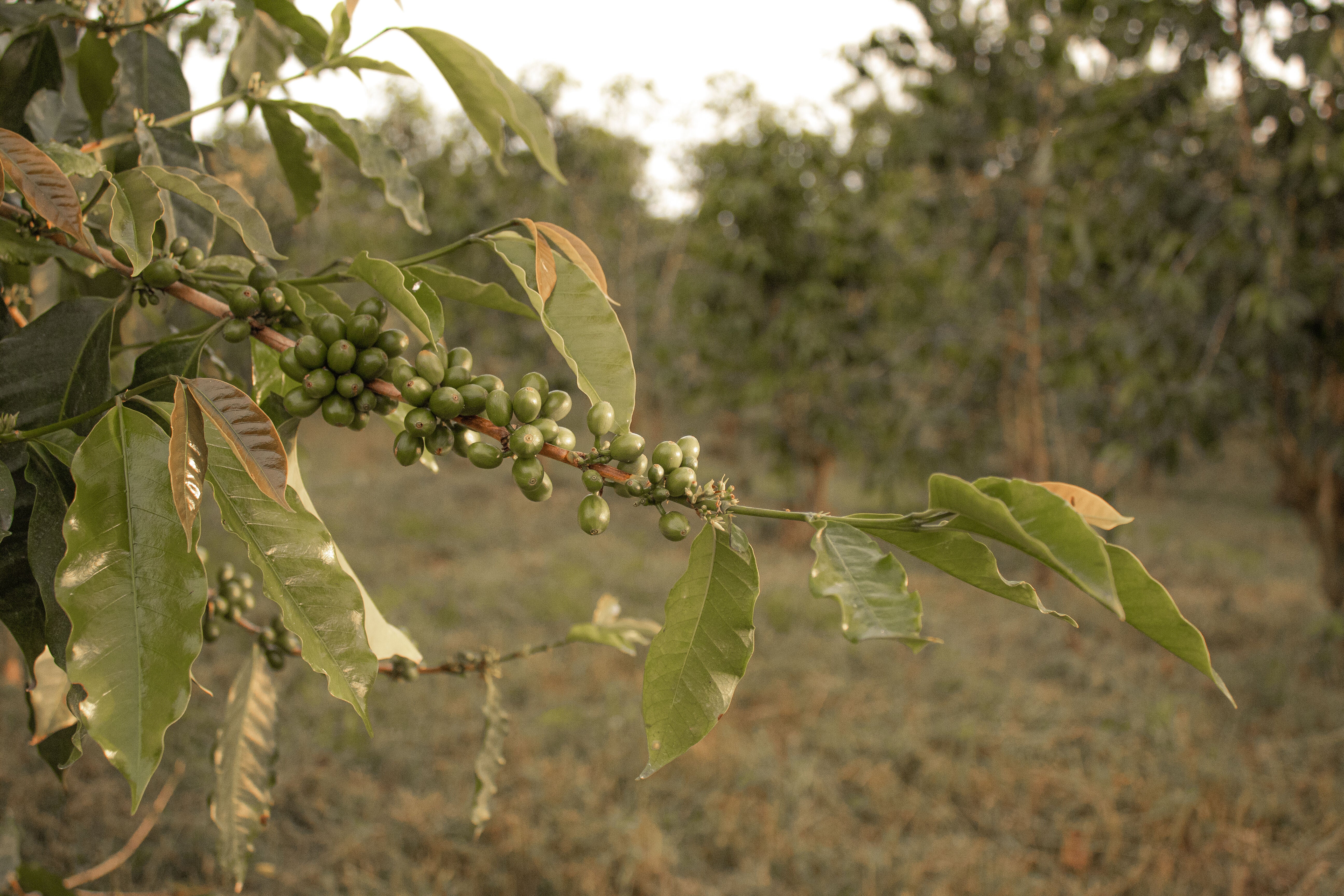 Green coffee cherries. Photograph captured by Alison Lancelotti.