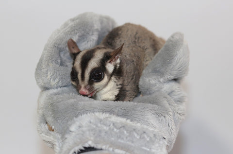 Sugar Glider in Calming Glove