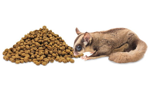 Squirrel Food: The Ultimate Guide to Feeding your Furry Friends