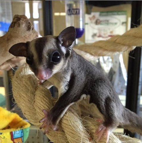 Sugar Glider Climbing on Natural Rope