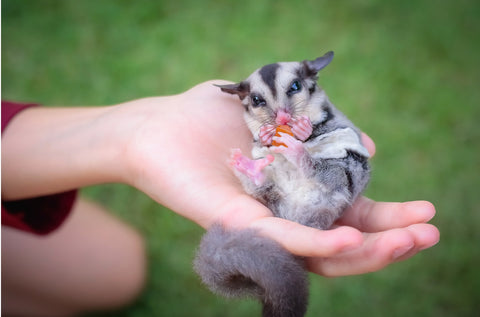 Sugar Glider Eating Papaya in hand