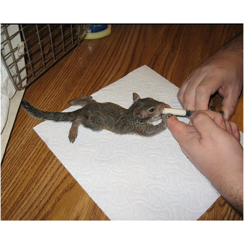 Feeding Baby Squirrel with Syringe