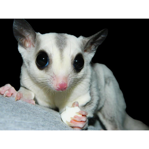 Sugar Glider