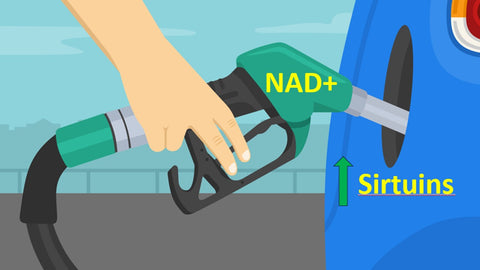 NAD+ Increases Sirtuin Activation