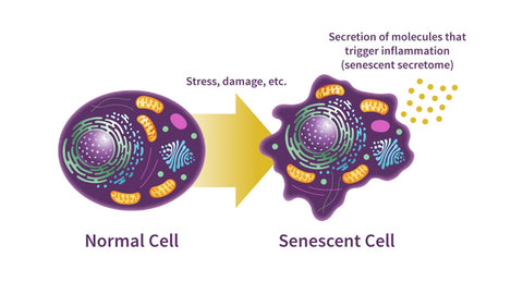 Normal cells that experience stress and damage convert to senescent cells, which secrete proinflammatory SASP factors.