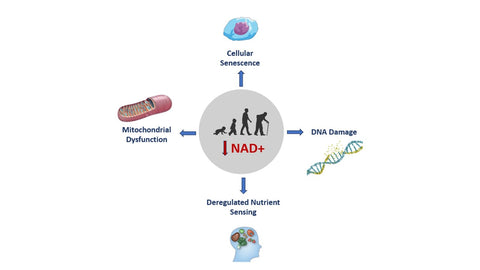 Declining NAD+ levels induces cellular senescence, mitochondrial dysfunction, DNA damage, and deregulated nutrient sensing.