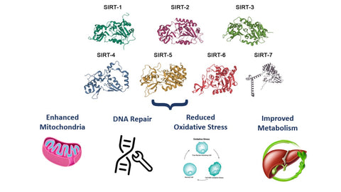 Sirtuins boost mitochondria, enhance DNA repair, reduce oxidative stress, and improve metabolism.