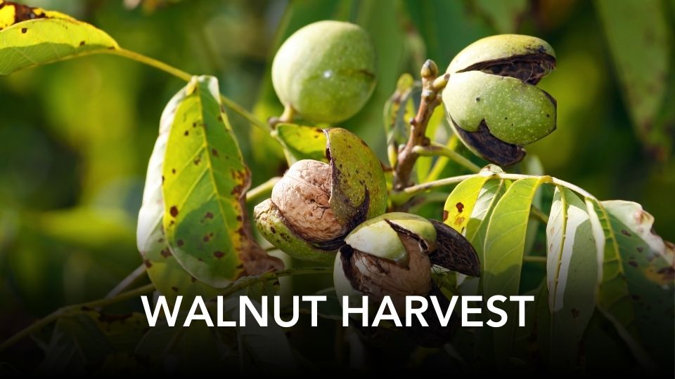 walnut_harvest_thumbnail
