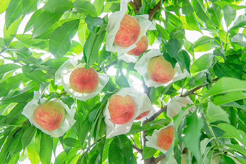 自家栽培の桃