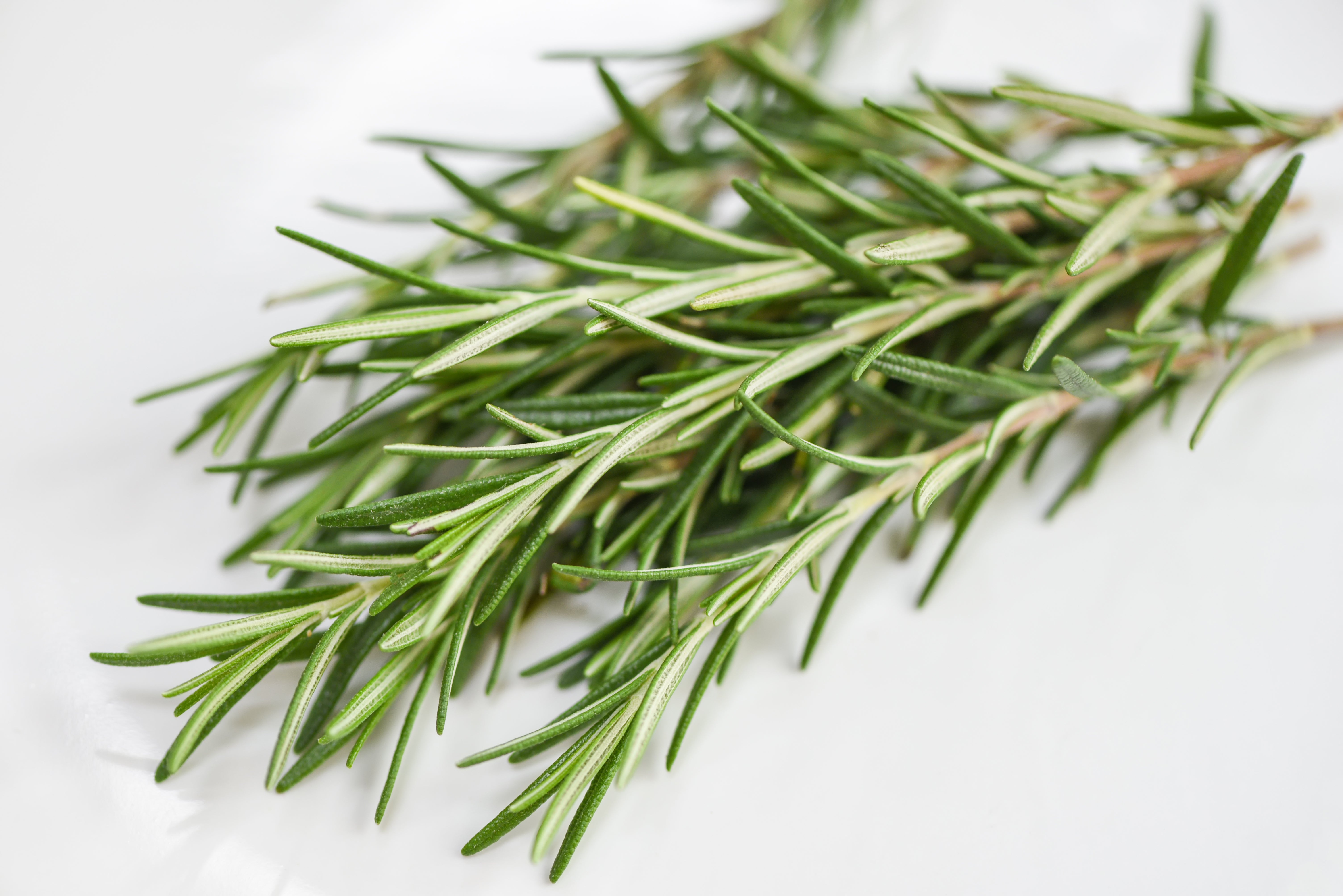 Rosemary Seeds - 20 Pack - Hydroponic Seeds