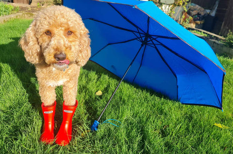 Cavapoo dog  in red wellies