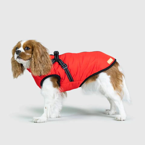 Dog in dog coat