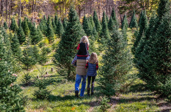 How Long Do Christmas Trees Last