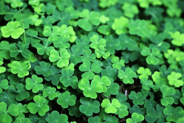 The shamrock is prominently featured in st patrick's day myths and traditions