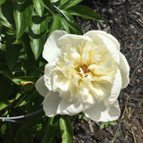 White immaculate peony