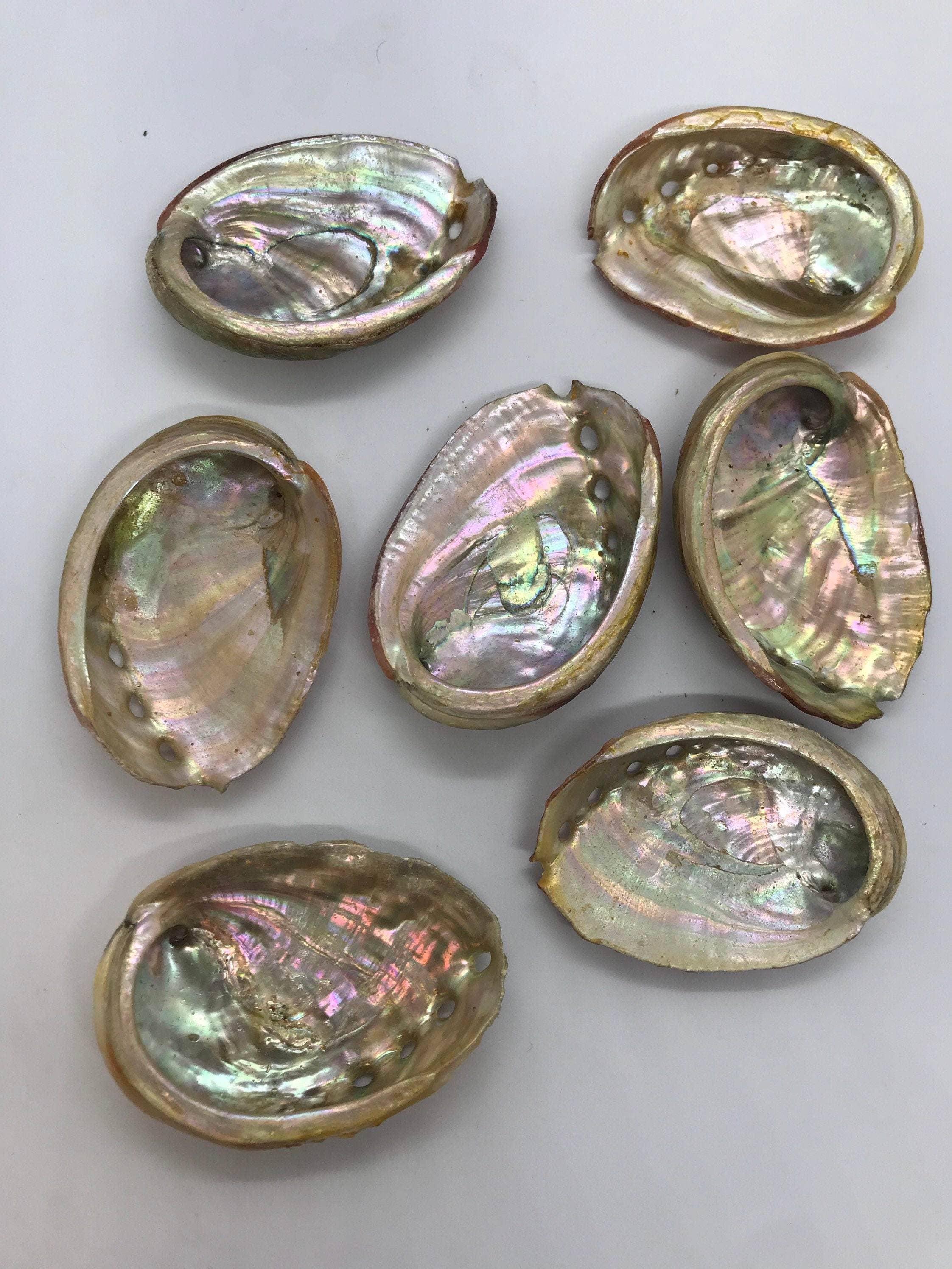 Abalone Sea Shell 3" - 3.5" - For Smudging, Burning Sage Sticks, Incense, Crafts, Display