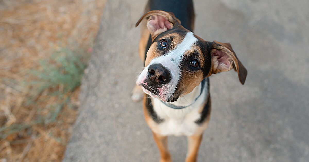 Small dog looking up at camera.