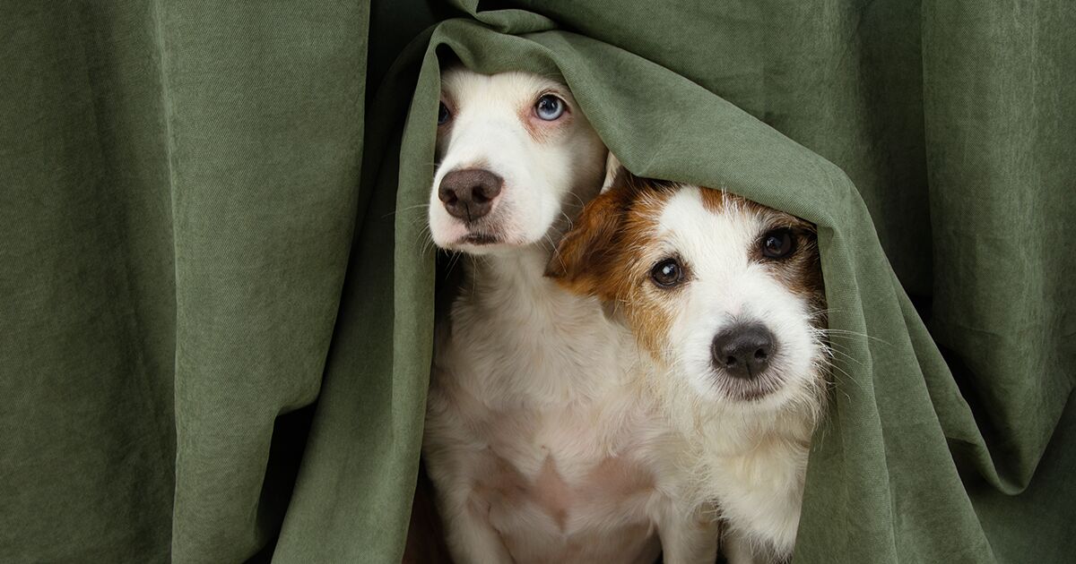Pair of dogs peering out from under a blanket.