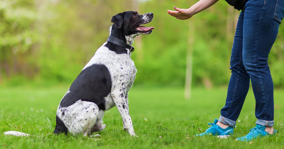 Black and white dog training outdoors.