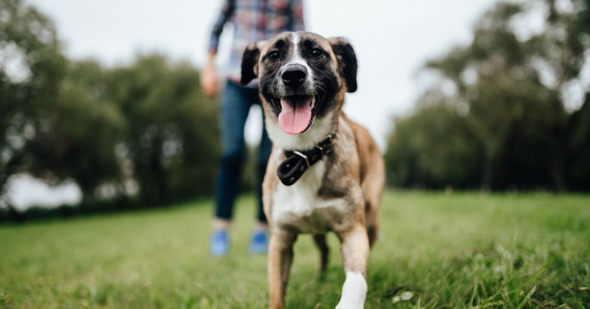 Dog outdoors with a man.