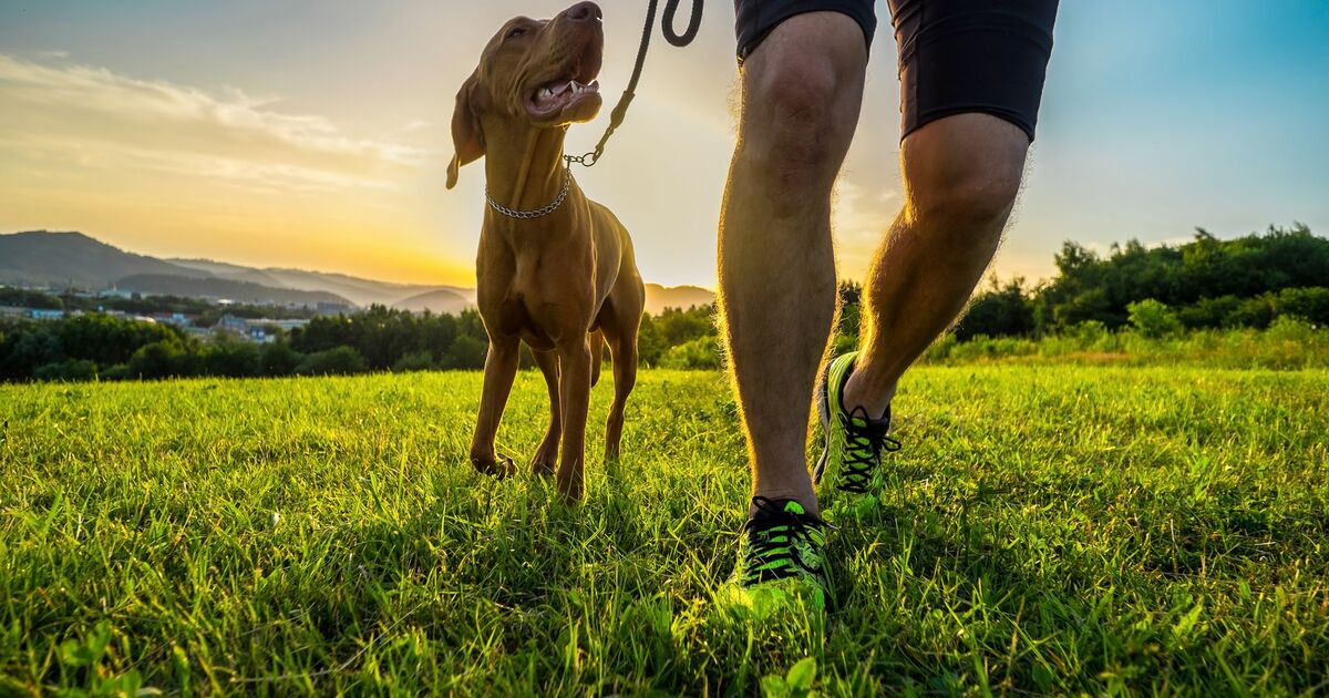 Dog walking beside and looking up to their human.