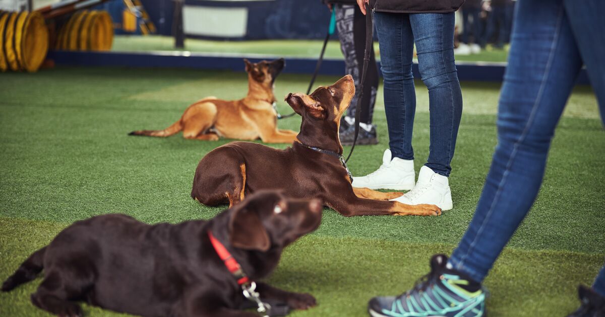 Dogs training indoors.